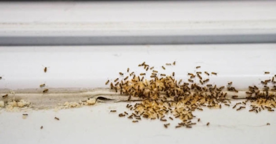 ants in home