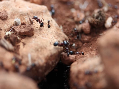 Closeup of anthill in a hole