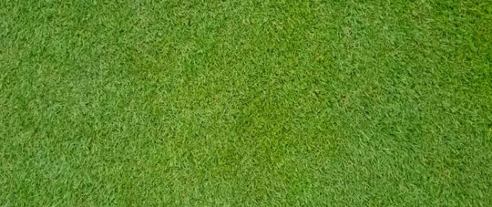bermudagrass