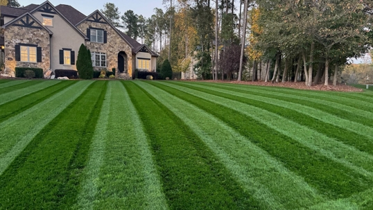 fescue lawn
