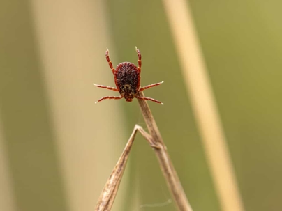 Closeup of Tick on grass