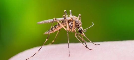 mosquito on human skin