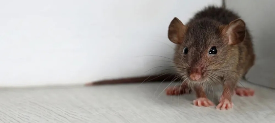 Rodent in home