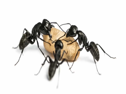 Carpenter ants