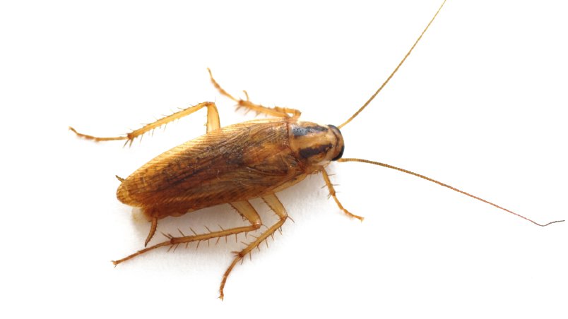 German Cockroach
