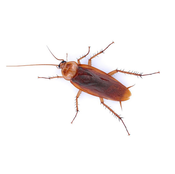 American Roach