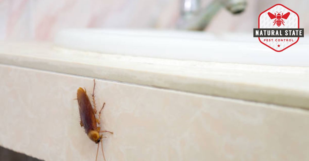 Warning Signs of a Cockroach Infestation