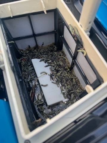 armyworm infestation in a pool filter