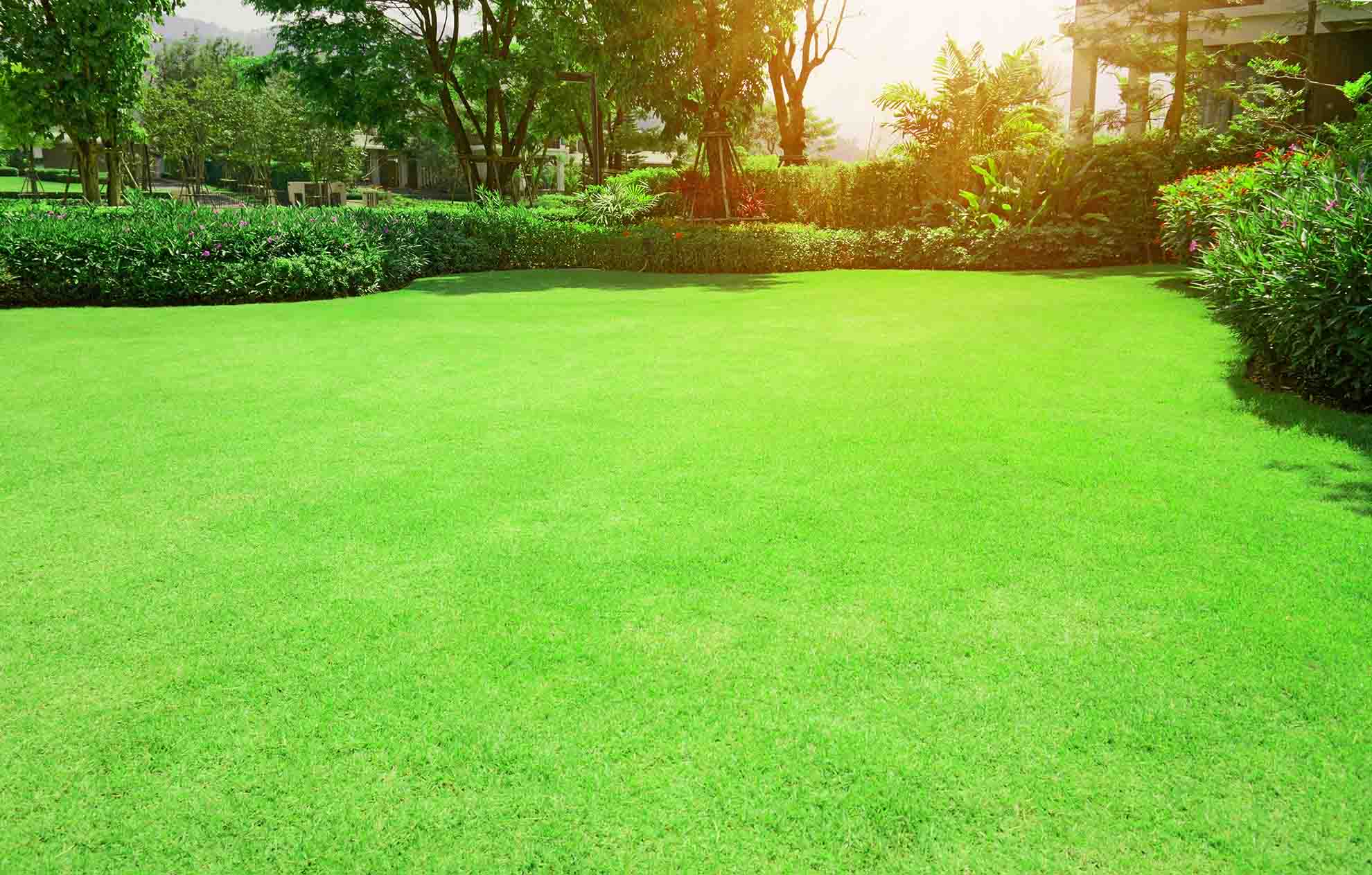 bermudagrass lawn