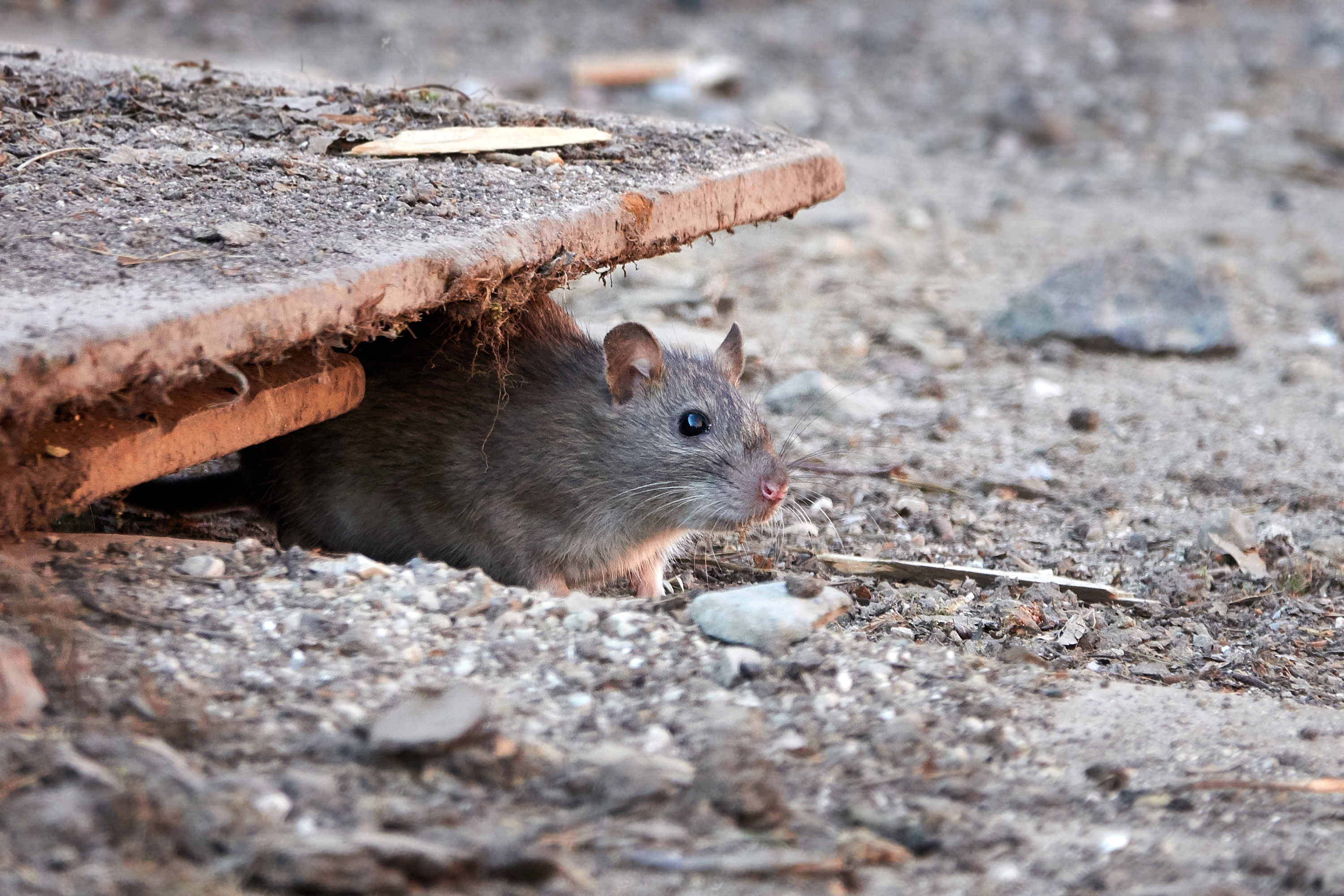 brown rat