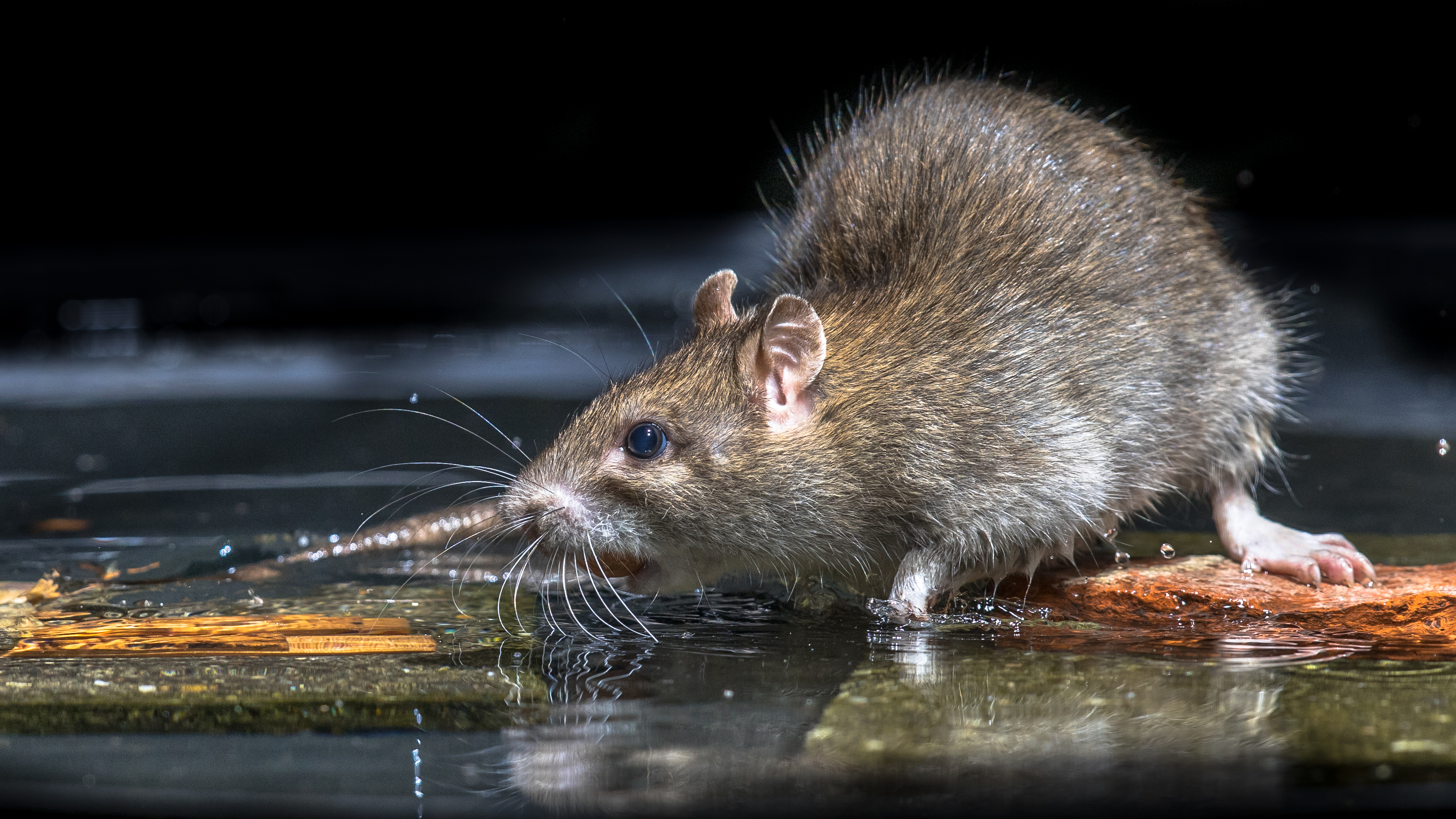 brown rat in water