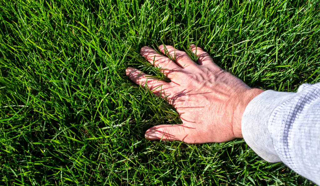 man touching fescue grass