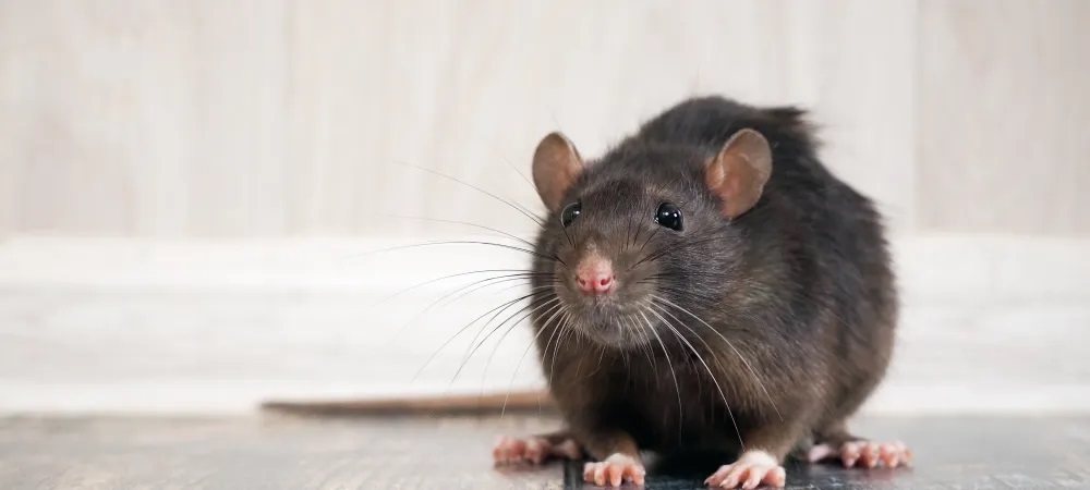 Types of Rodent in Arkansas | Natural State Pest Control