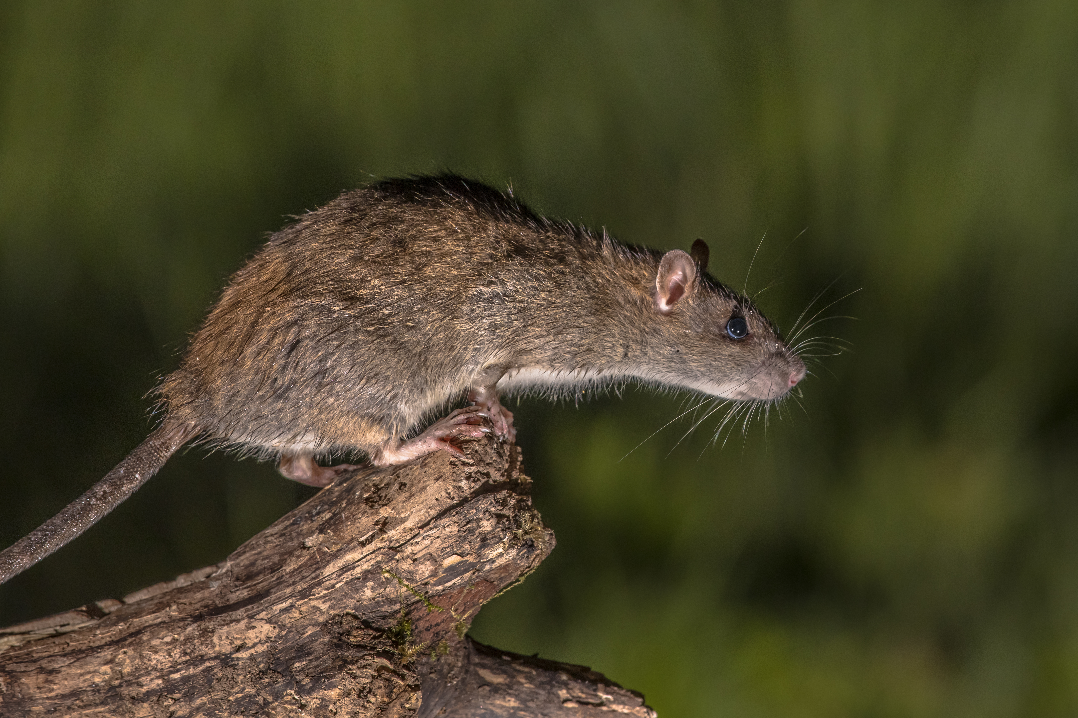 brown rat about to jump