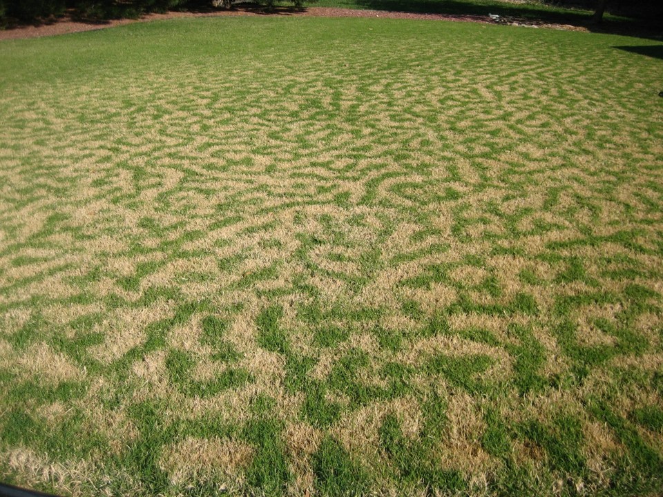 zebra striping of bermudagrass