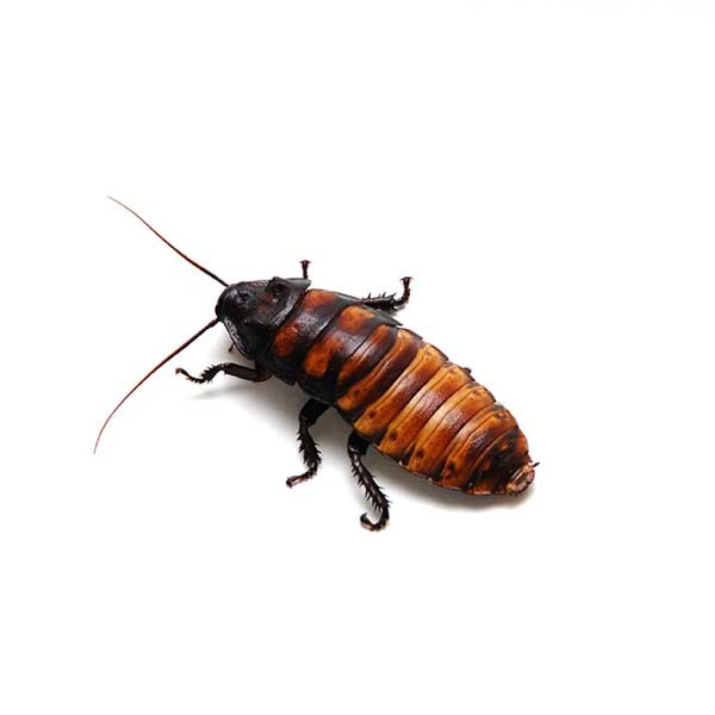 Brown Banded Cockroach